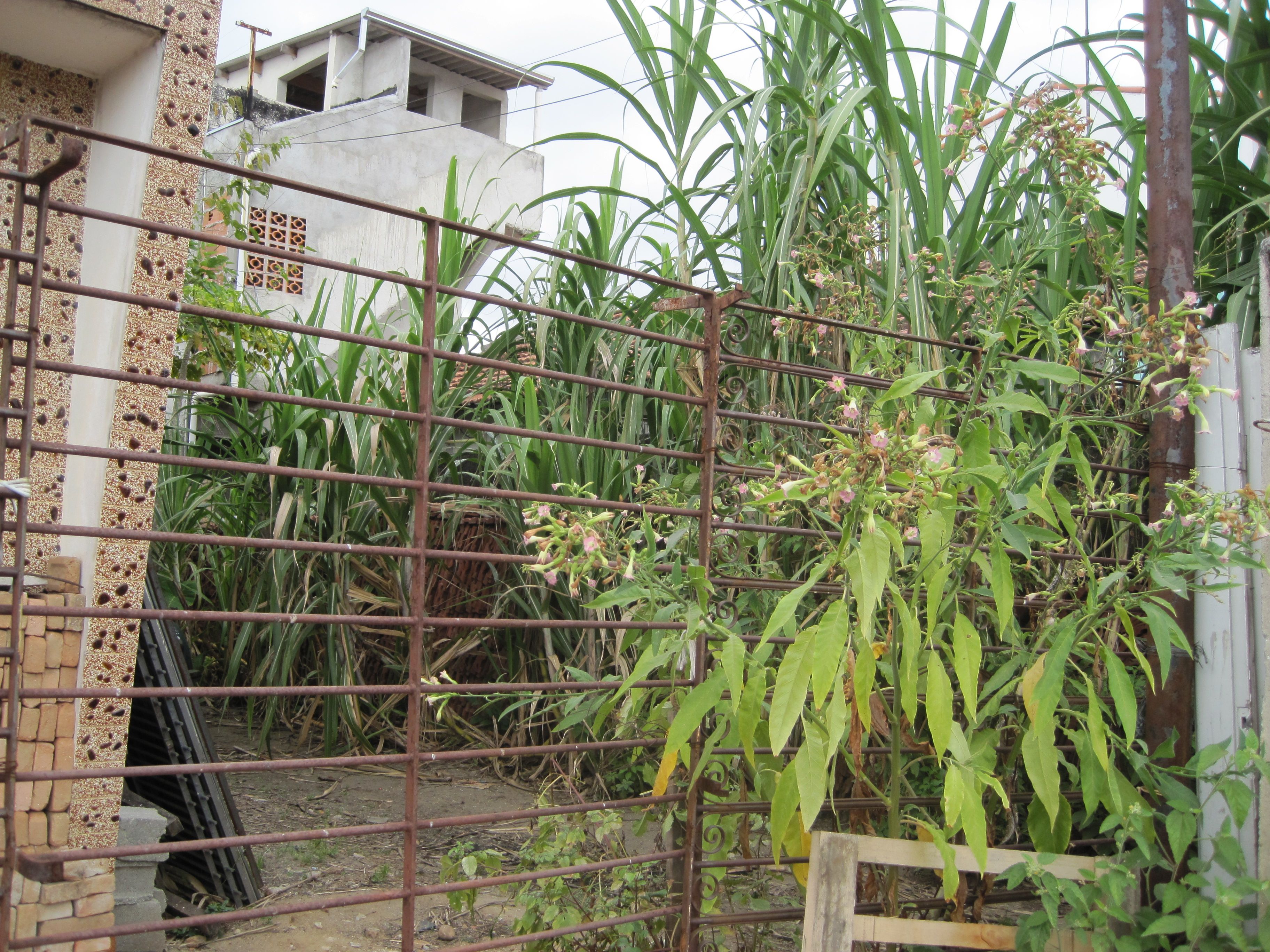 Sugarcane towering over a metal gate to a yard.