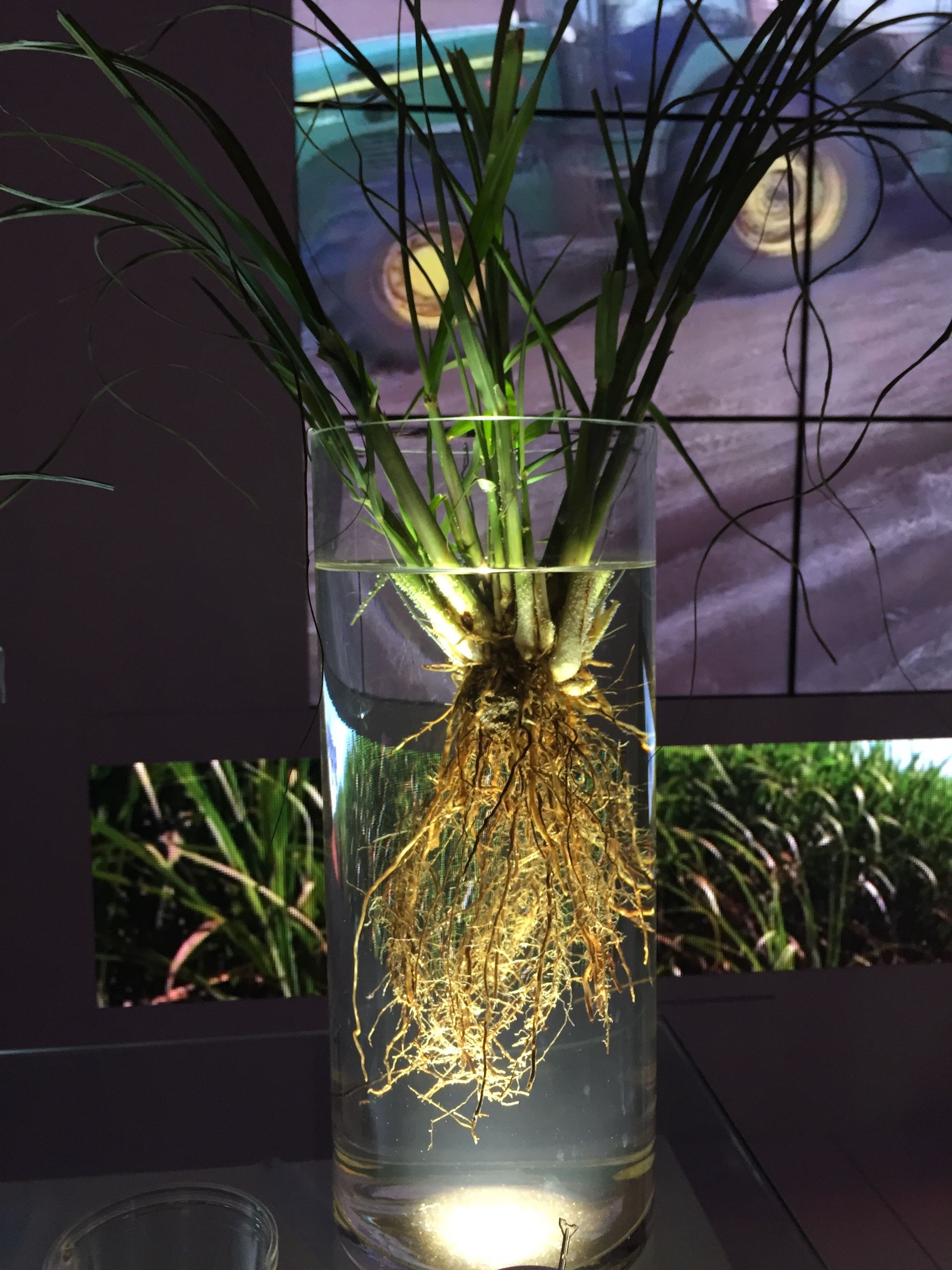 A bundle of young sugarcane in a cylindrical vase of water, up-lit from the bottom, putting the roots on display. A video clip showing a tractor is in the background.