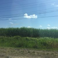 Tall green sugarcane fields with a blue sky in the background.