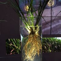 A bundle of young sugarcane in a cylindrical vase of water, up-lit from the bottom, putting the roots on display. A video clip showing a tractor is in the background.